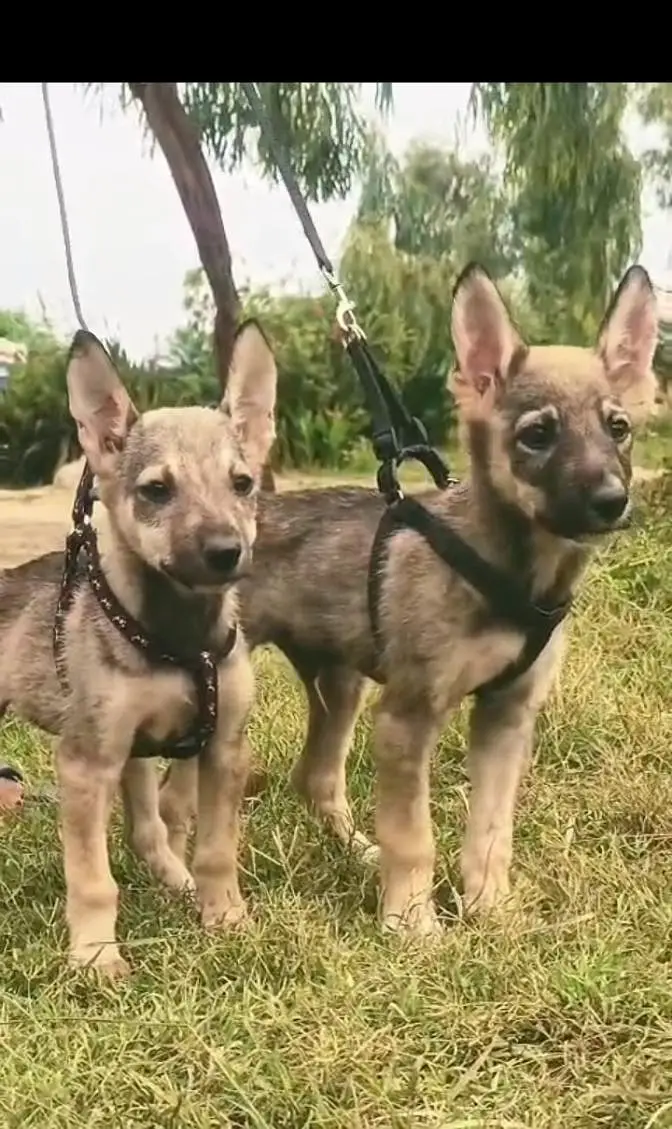 Alsatian bagiyadi male female for sale full security dog
