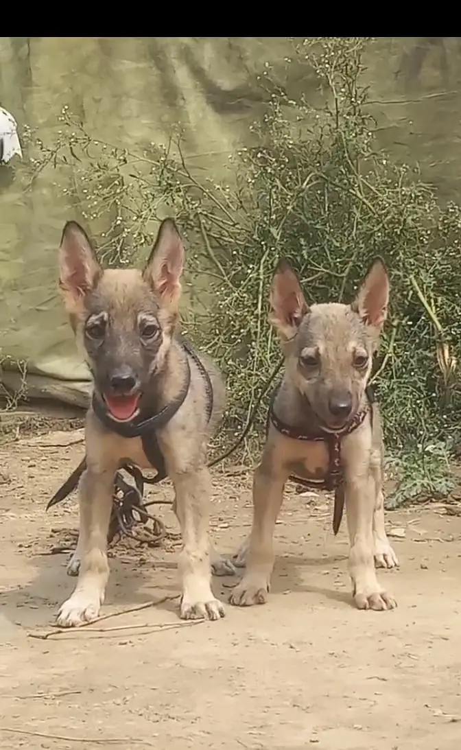 Alsatian bagiyadi male female for sale full security dog — photo 2