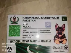 German Shepherd double cot documents available — photo 6