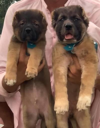 Turkish kangal male and female for sale available
