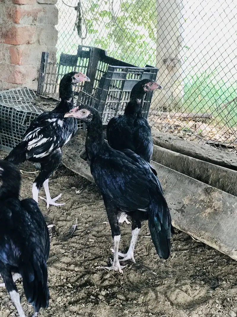 Aseel black females — photo 2