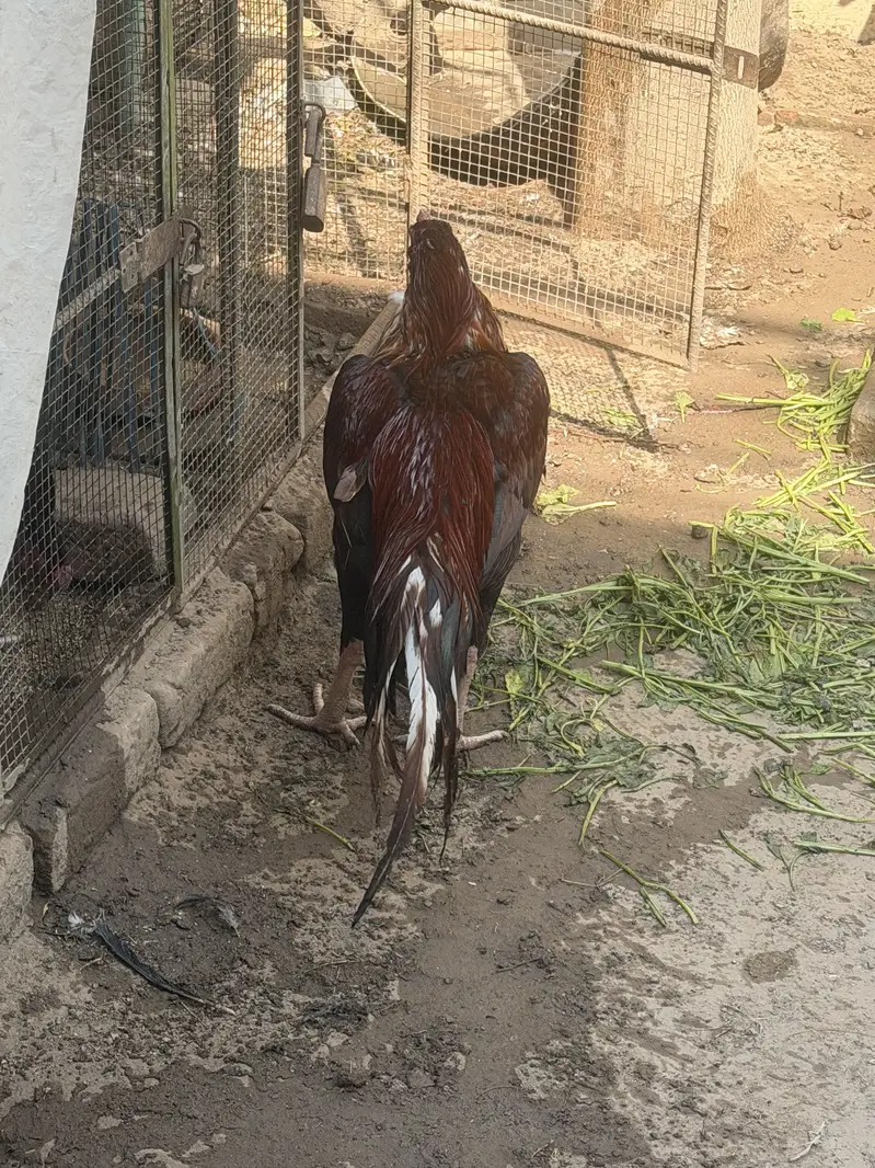 Mian wali aseel stud — photo 2