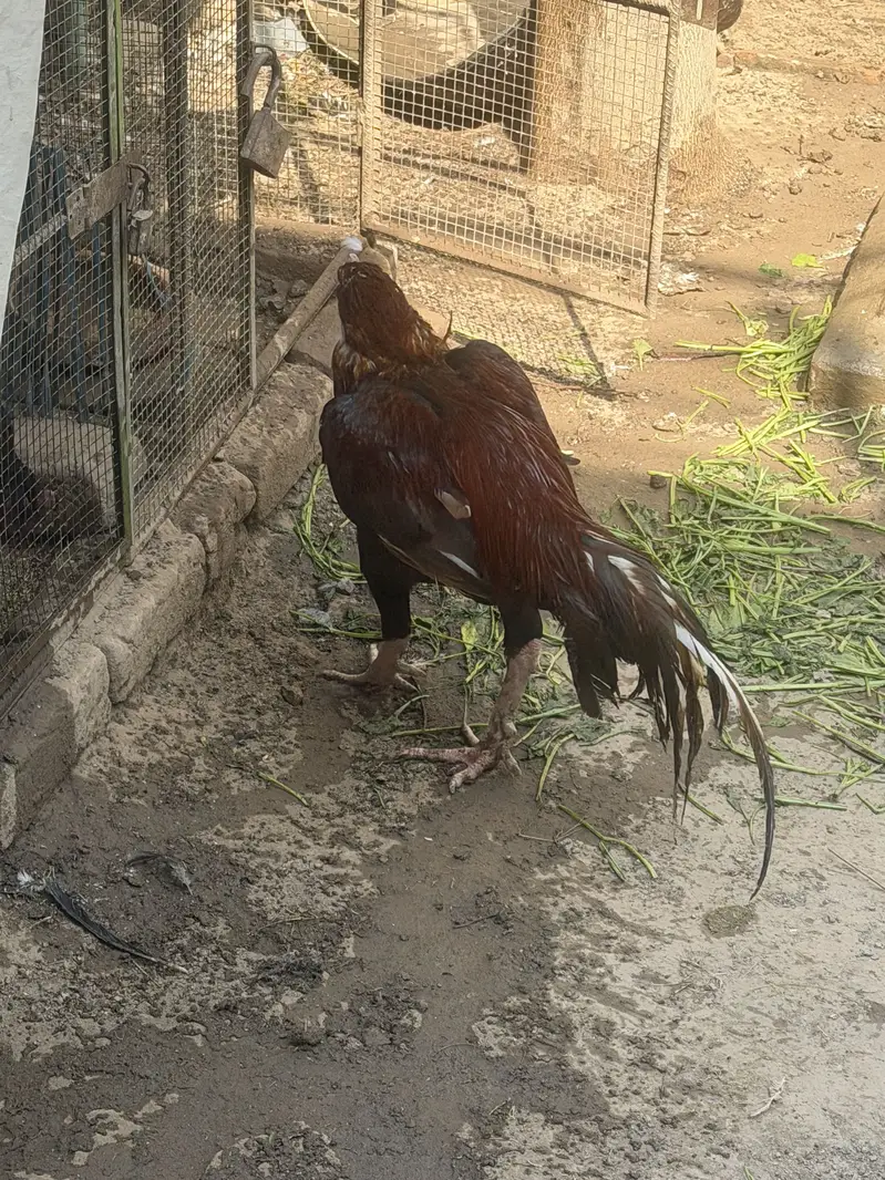 Mian wali aseel stud — photo 3