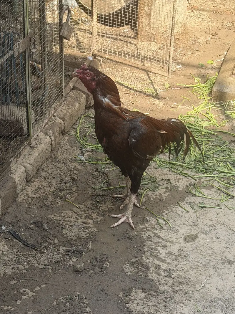 Mian wali aseel stud — photo 4