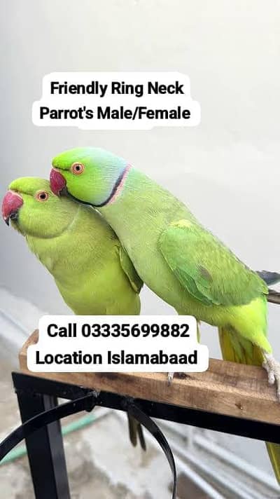 Pair Hand Tamed Green Ring Neck Parrot's Male/Female