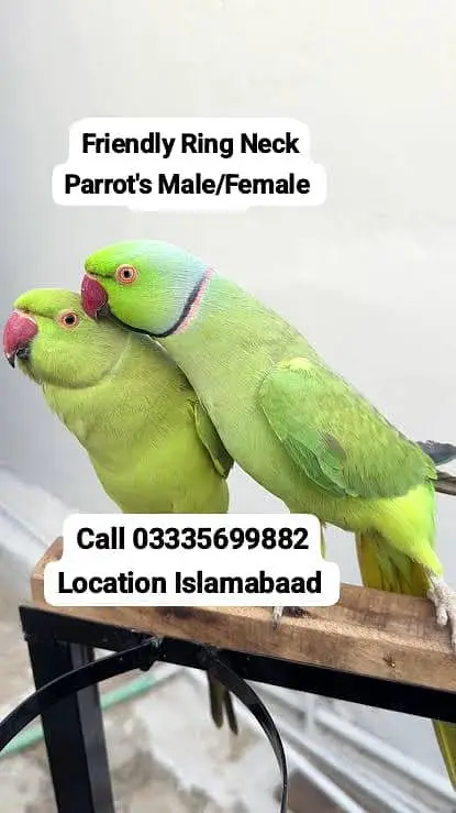 Pair Hand Tamed Green Ring Neck Parrot's Male/Female