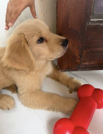 Golden Retriever Puppy – 10 Weeks Old