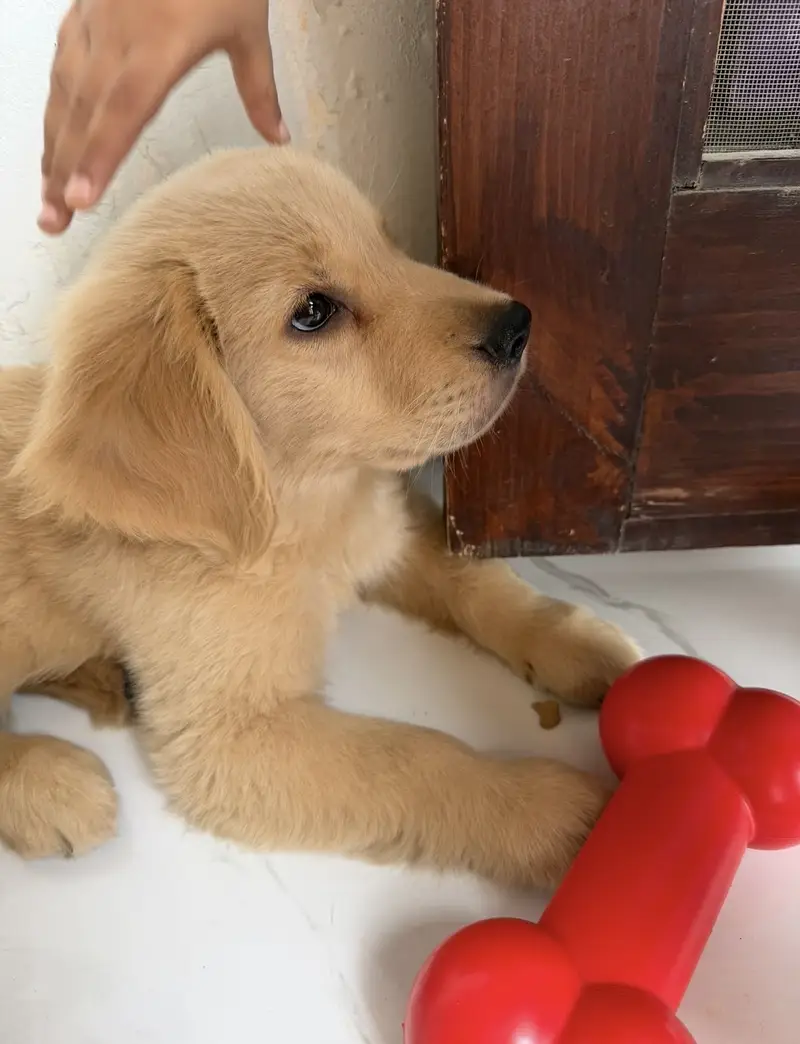 Golden Retriever Puppy – 10 Weeks Old