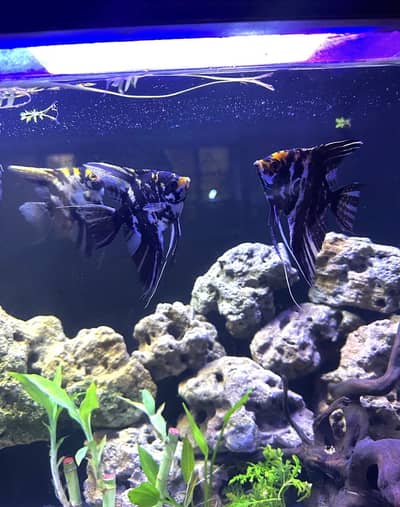 All fish for sell