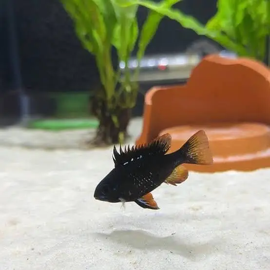 All fish for sell — photo 2