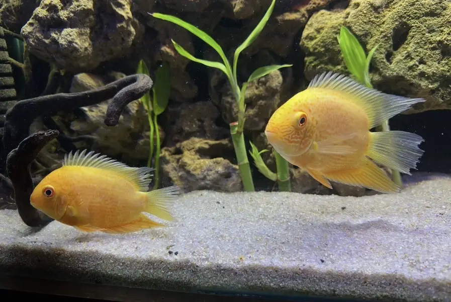All fish for sell — photo 3