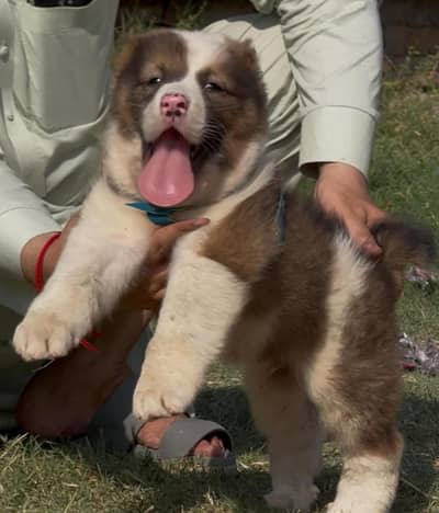 Afghan kochi dog male for sale available