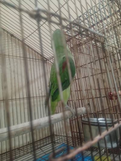 Raw parrot