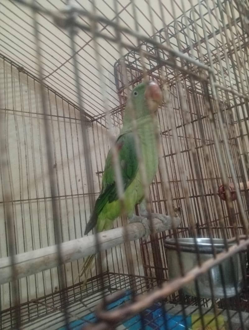 Raw parrot 1