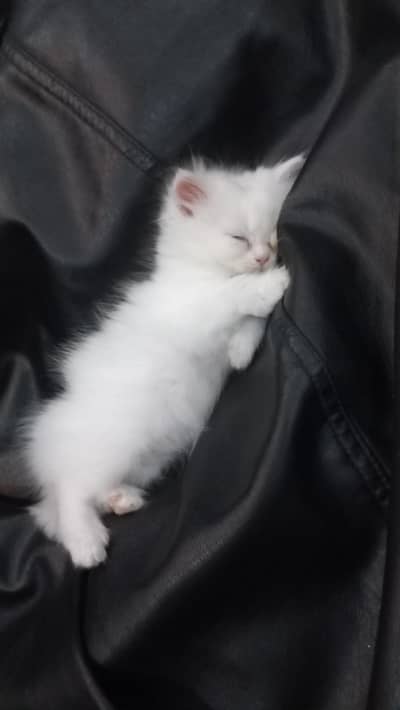 Pure Persian Female Kitten Stella – 2 Months Old | Beautiful & Cute