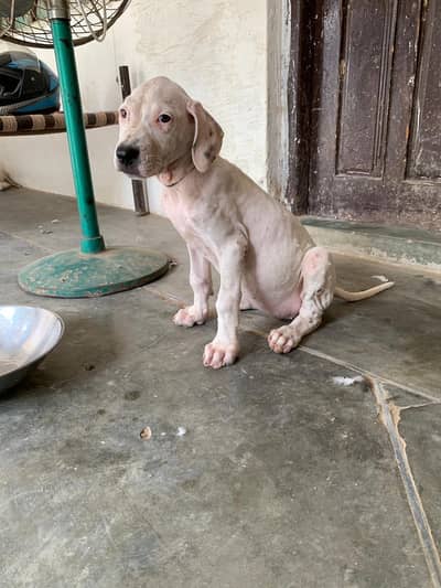 Top Quality Pure Kohati Gultair Female Puppy For Sale