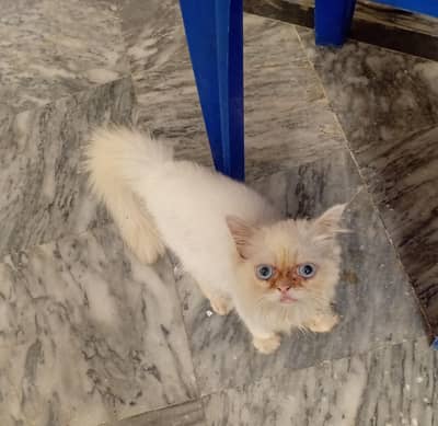 blue eyes    white colour  condition 10/10  4 months ago Female