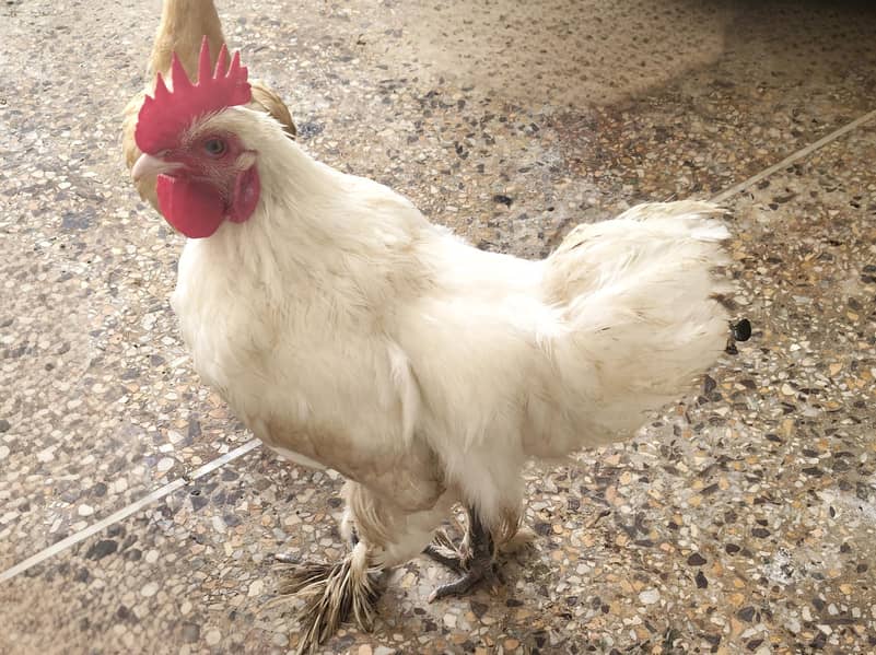 White buff 0