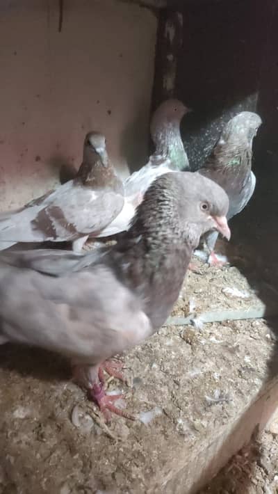 Lakhay kabootar pairs for sale