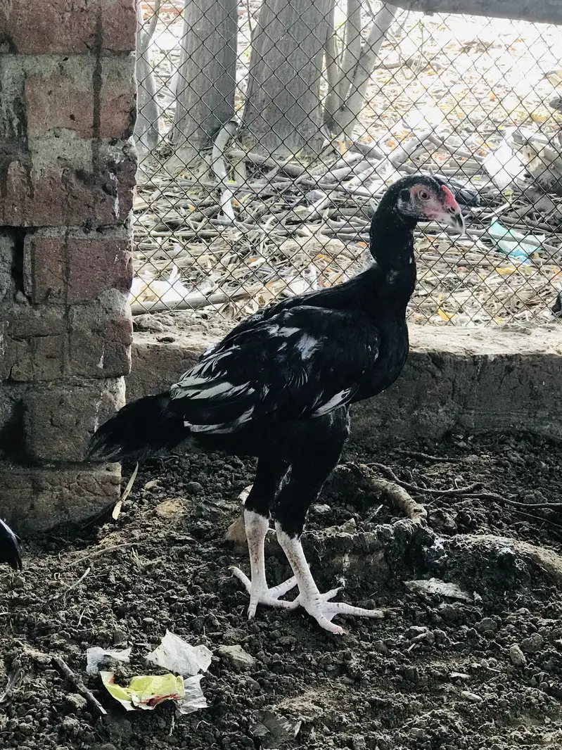 Aseel mushka&lasani — photo 2