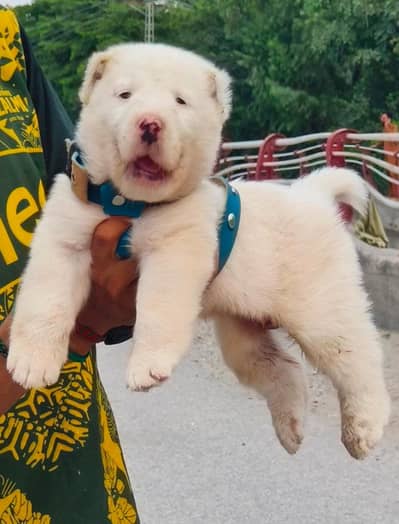 Alabai Security Dog 2 Month Male Puppy For Sale – 25,000 PKR
