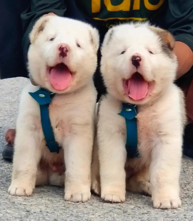 Alabai Security Dog 2 Month Male Puppy For Sale – 25,000 PKR — photo 2