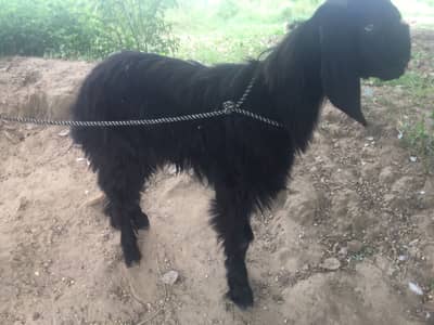 Teedey bakra