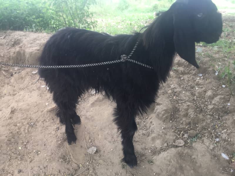 Teedey bakra 0