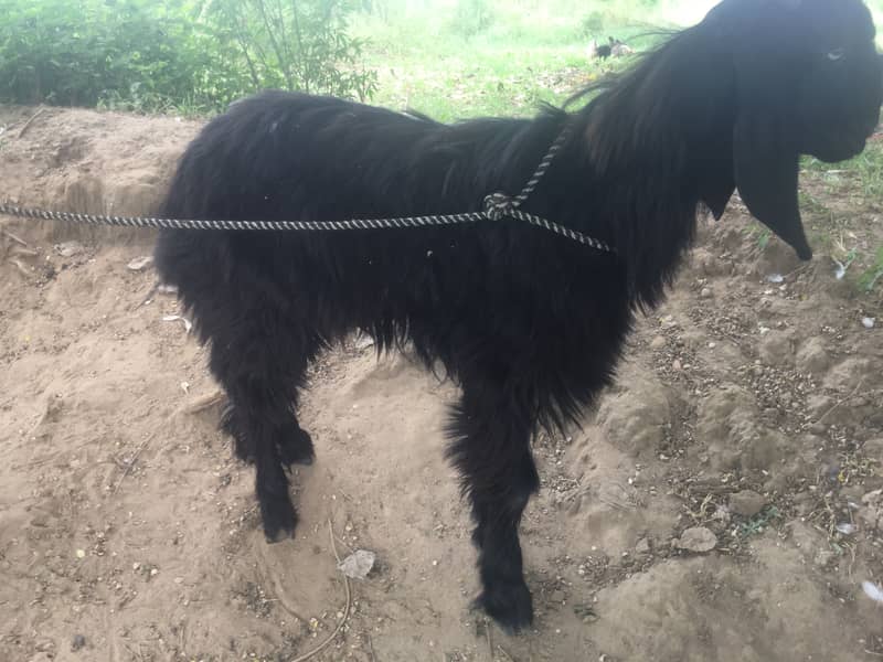 Teedey bakra 1