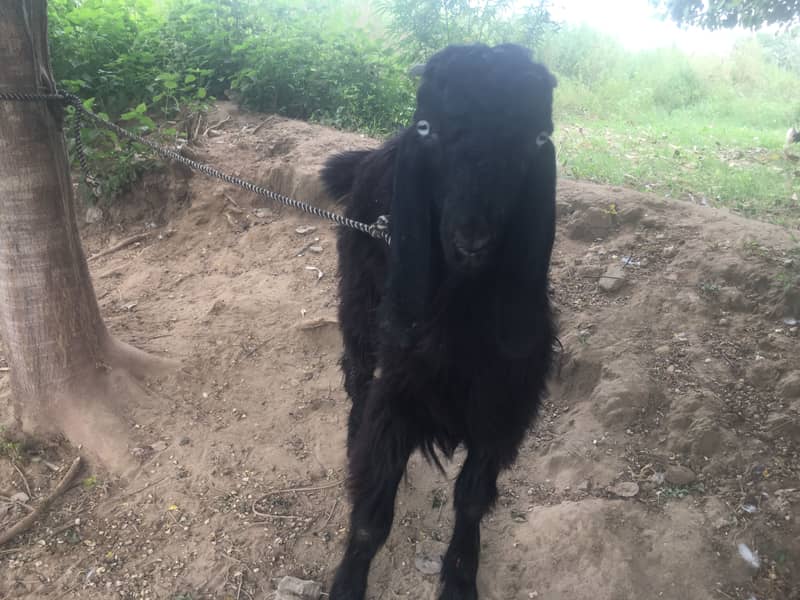 Teedey bakra 2