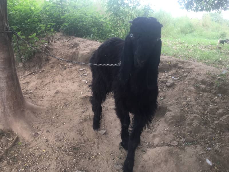 Teedey bakra 3