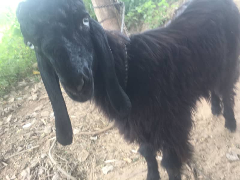 Teedey bakra 4