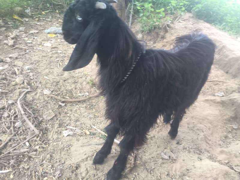Teedey bakra 5
