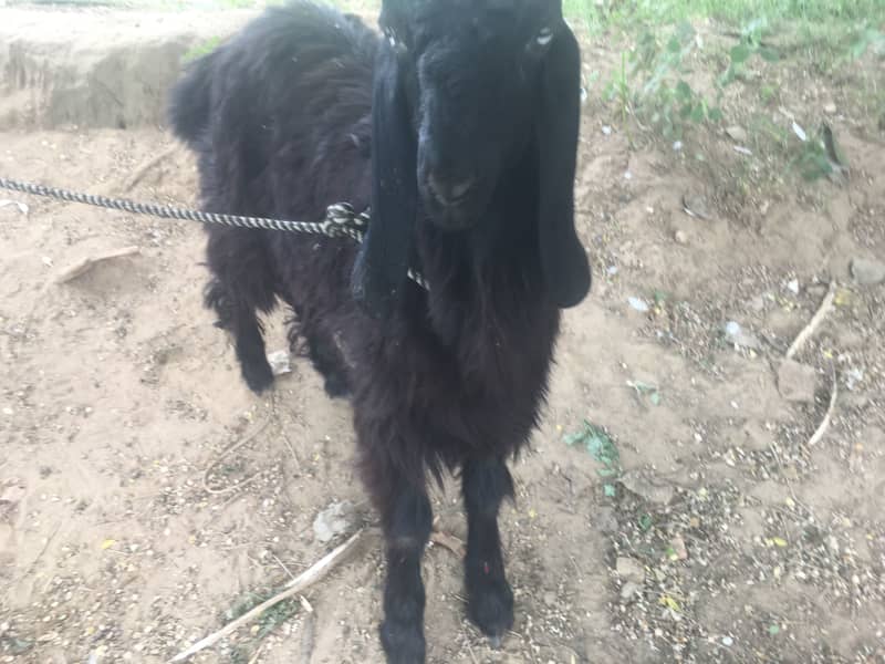 Teedey bakra 6