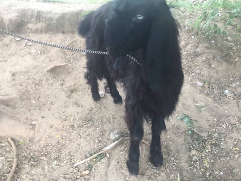 Teedey bakra 7