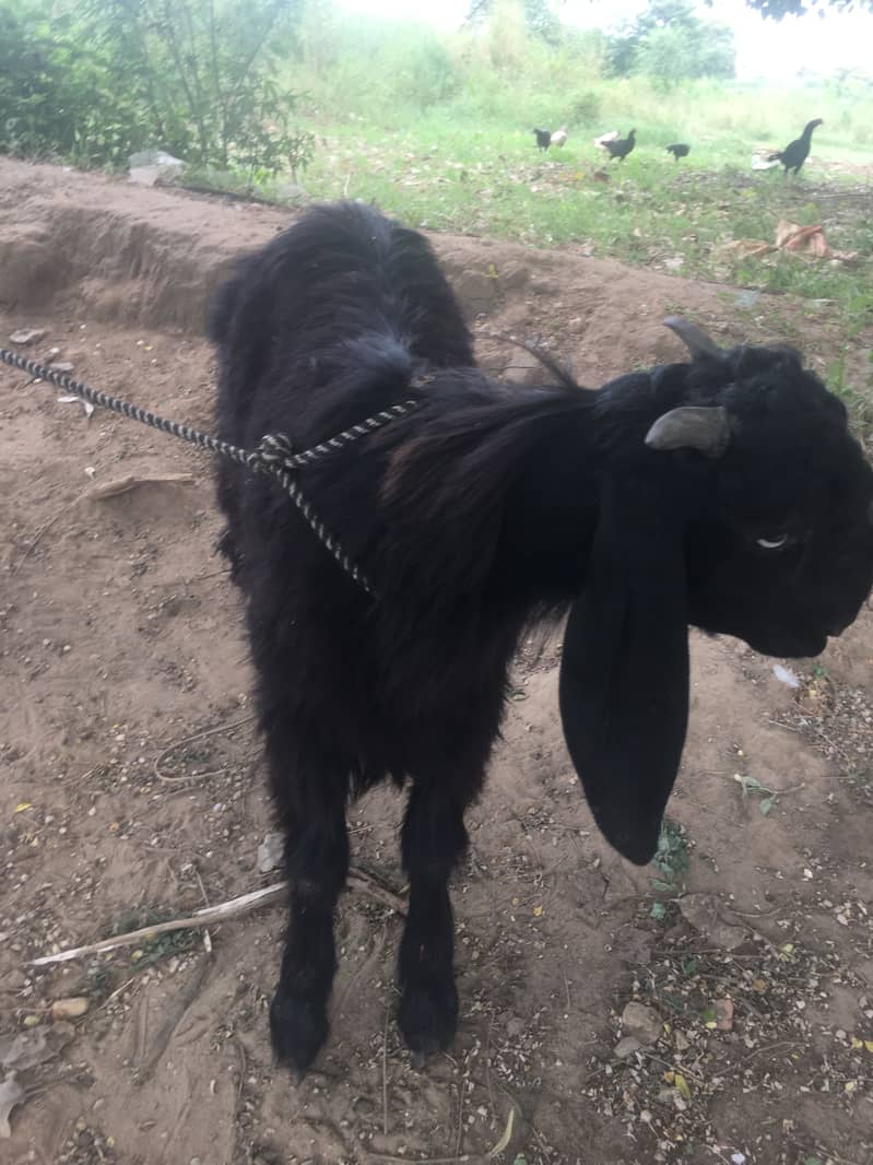 Teedey bakra 8
