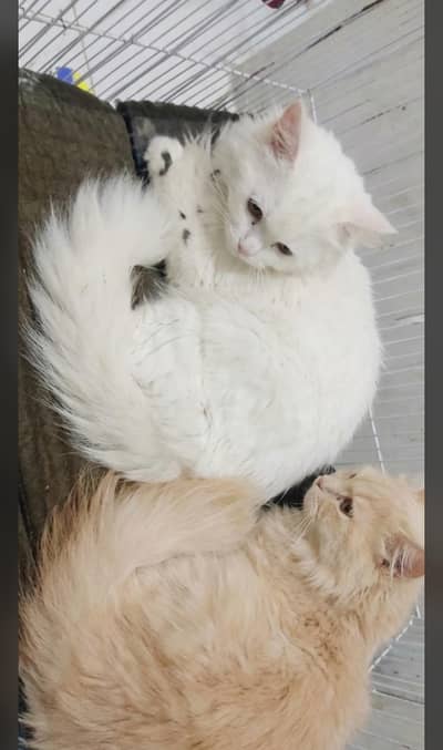 Ragdoll Kitten Pair