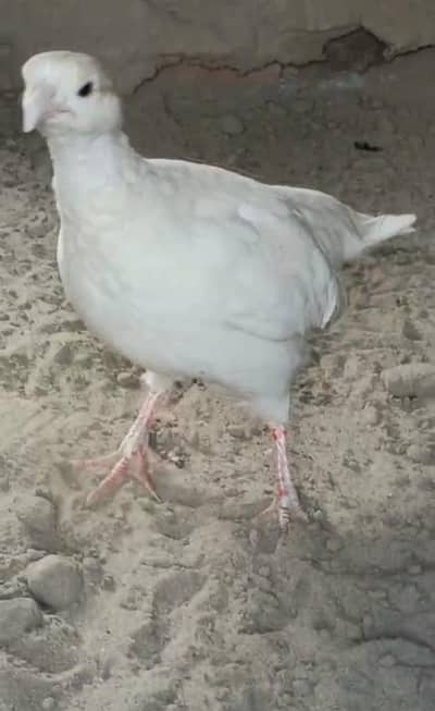 white breeder male