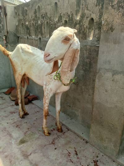 Makhi cheeni Bakri