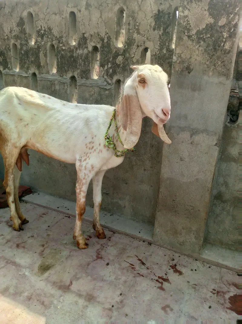 Makhi cheeni Bakri — photo 2