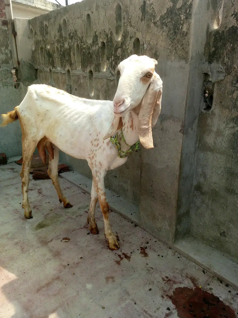 Makhi cheeni Bakri — photo 3