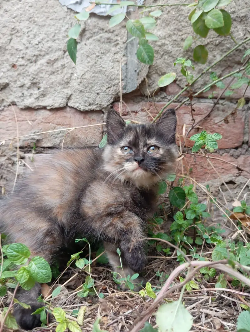 Blue Eyes Persian Kittens Triple Coated — photo 3