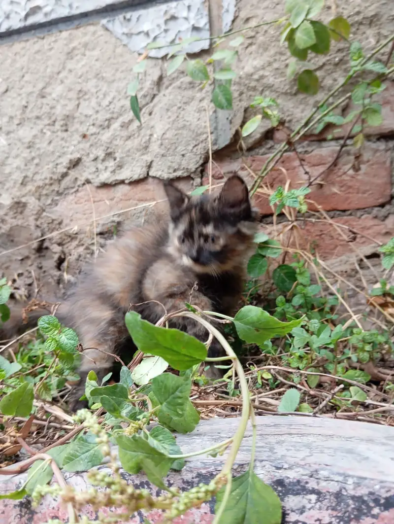 Blue Eyes Persian Kittens Triple Coated — photo 4