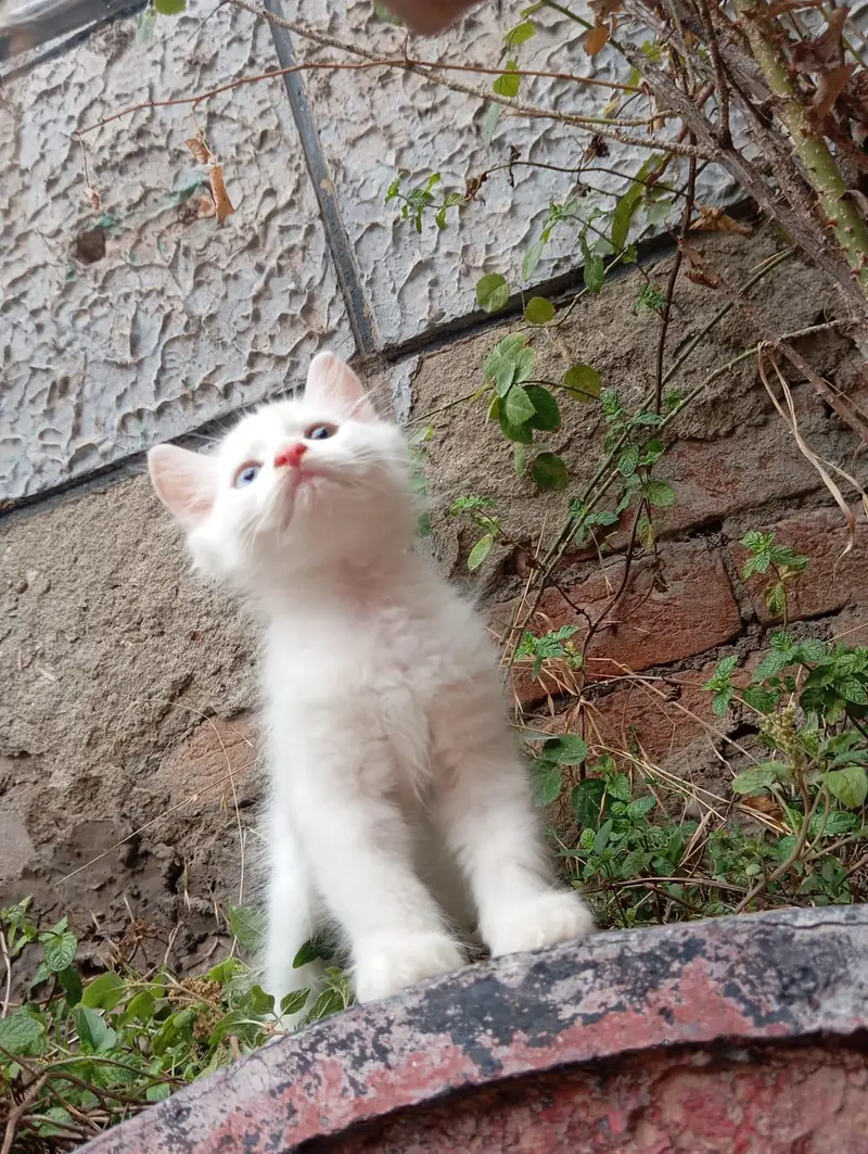 Blue Eyes Persian Kittens Triple Coated — photo 6