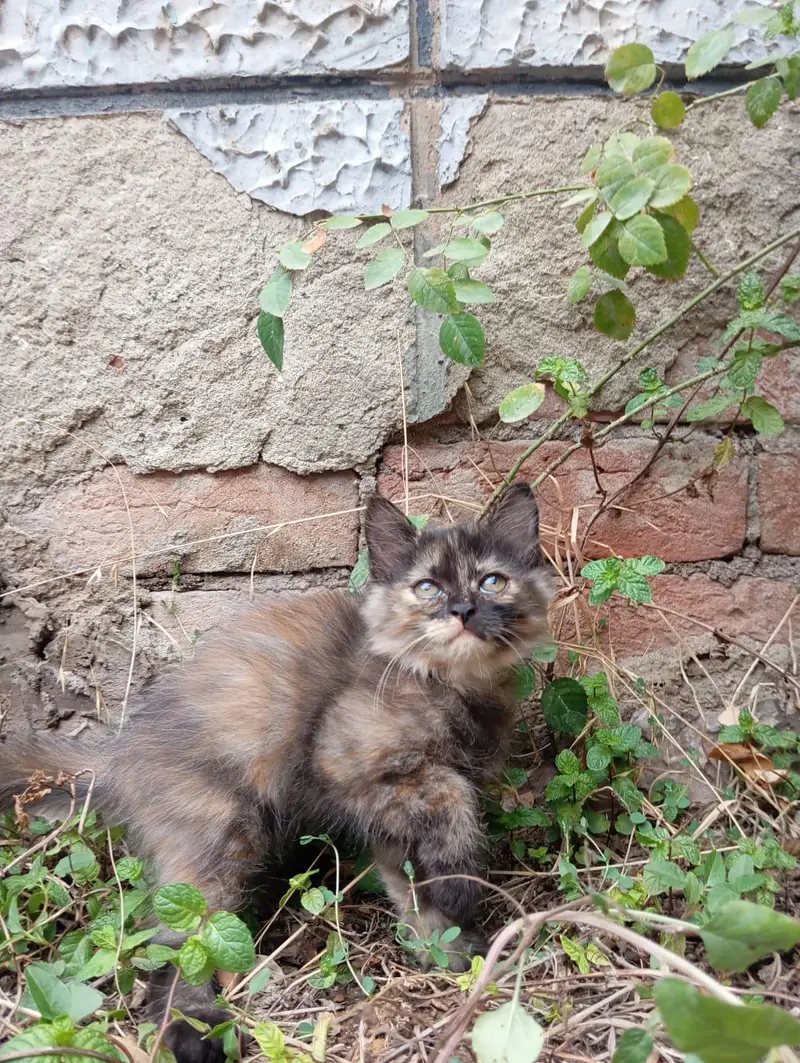 Blue Eyes Persian Kittens Triple Coated — photo 7
