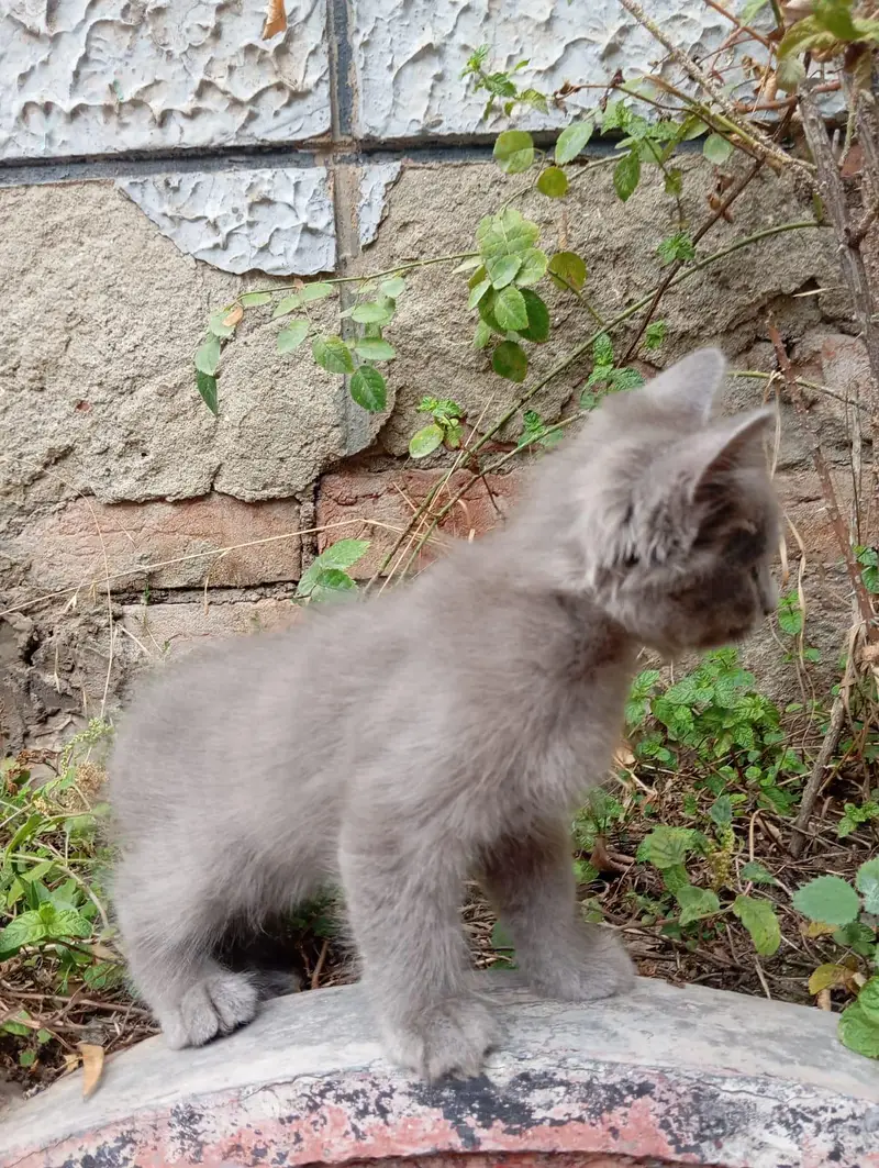 Blue Eyes Persian Kittens Triple Coated — photo 10