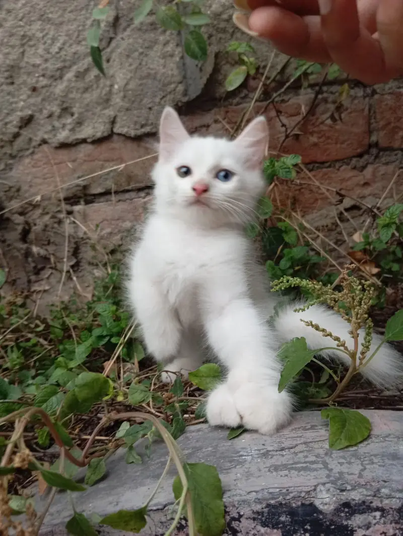 Blue Eyes Persian Kittens Triple Coated — photo 12