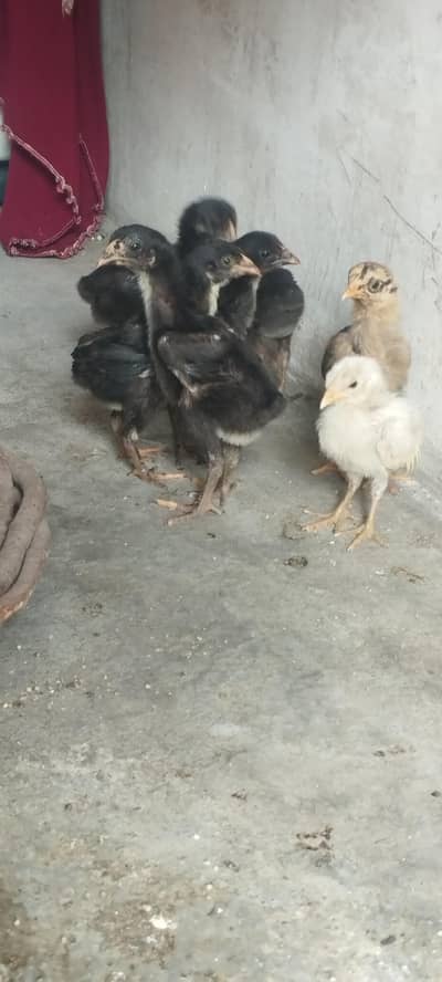 aseel chicks