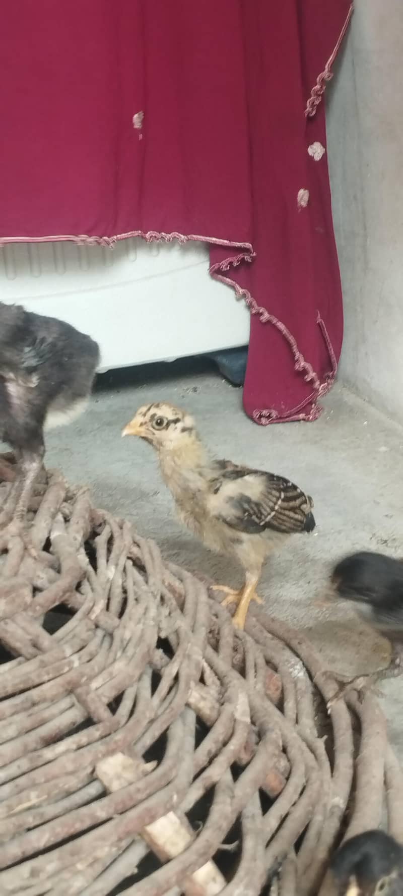 aseel chicks 1