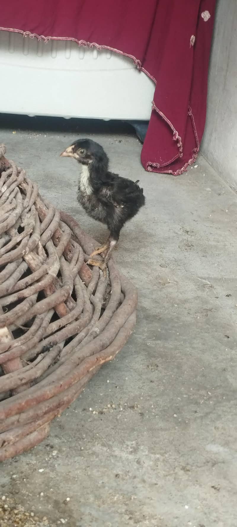 aseel chicks 3